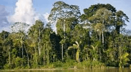 Plenário rejeita recurso do PT e aprova mudança no Código Florestal