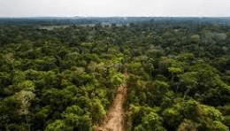 Perto da COP 30, cresce mobilização da sociedade civil pela destinação de florestas públicas na Amazônia